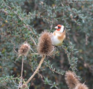 Goldfinch 1