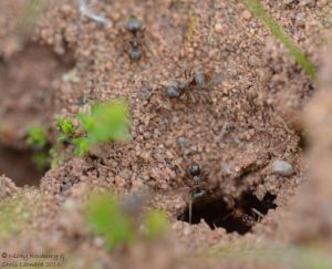 Ant nest