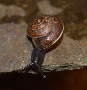 Girdle Snail