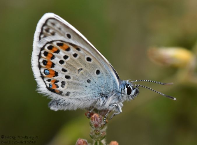 Silver studded Blue 2