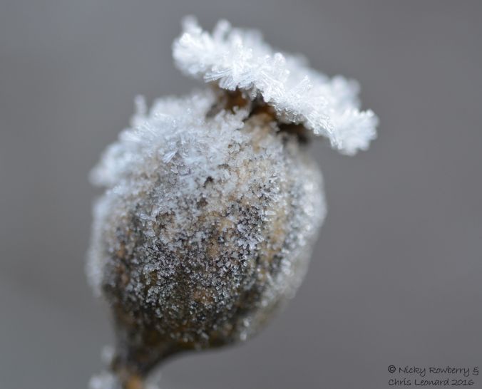 poppy-frost