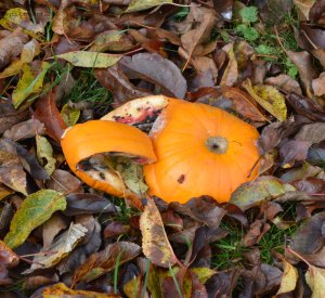 squashed-pumpkin