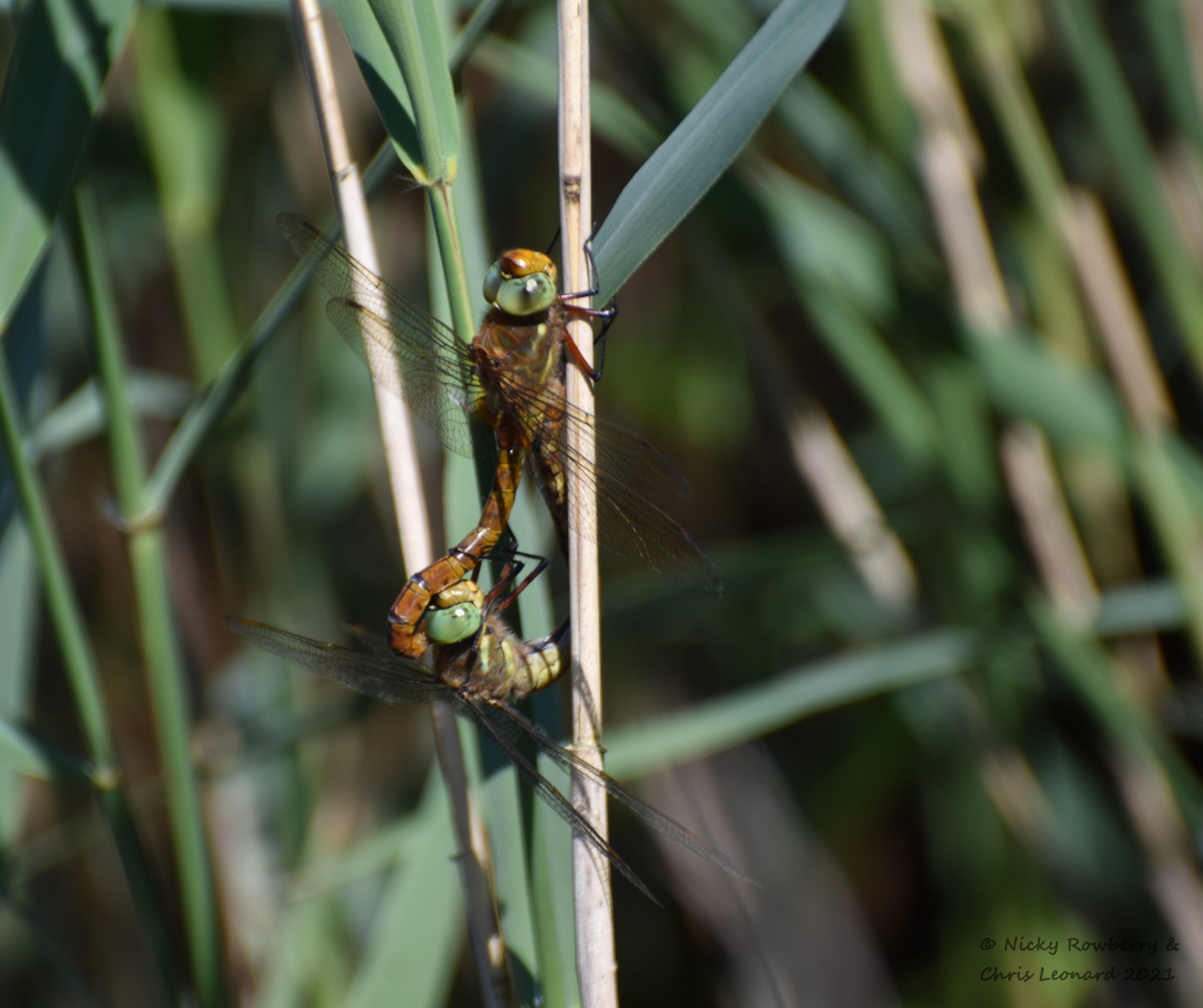 Norfolk hawkers mating hickling